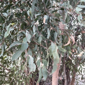 Eucalyptus sp. at Russell, ACT - 7 Nov 2023 05:06 PM