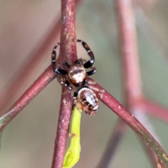 Opisthoncus sexmaculatus (Six-marked jumping spider) at Russell, ACT - 7 Nov 2023 by Hejor1