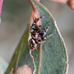 Opisthoncus sexmaculatus at Russell, ACT - 7 Nov 2023