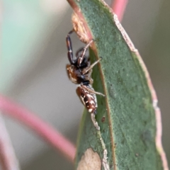 Opisthoncus sexmaculatus at Russell, ACT - 7 Nov 2023