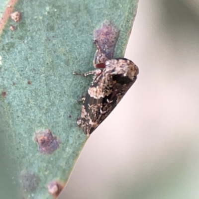 Eurymeloides adspersa (Gumtree hopper) at Russell, ACT - 7 Nov 2023 by Hejor1
