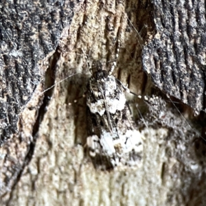 Eudonia protorthra at Russell, ACT - 8 Nov 2023