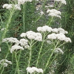 Cassinia aculeata subsp. aculeata at The Pinnacle - 1 Nov 2023