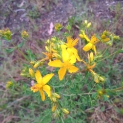 Hypericum perforatum (St John's Wort) at Forde, ACT - 4 Nov 2023 by MichaelBedingfield