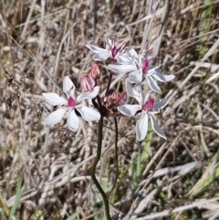 Burchardia umbellata (Milkmaids) at Belconnen, ACT - 31 Oct 2023 by sangio7