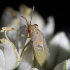 Lygaeidae (family) (Seed bug) at Murrumbateman, NSW - 8 Nov 2023 by amiessmacro