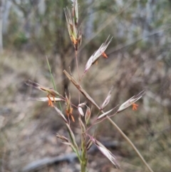 Rytidosperma pallidum (Red-anther Wallaby Grass) at QPRC LGA - 8 Nov 2023 by clarehoneydove
