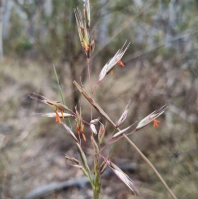 Rytidosperma pallidum (Red-anther Wallaby Grass) at QPRC LGA - 8 Nov 2023 by clarehoneydove