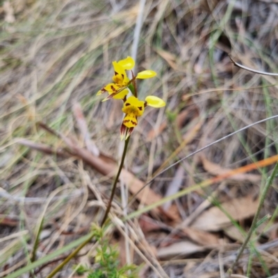 Diuris sulphurea (Tiger Orchid) at QPRC LGA - 8 Nov 2023 by clarehoneydove