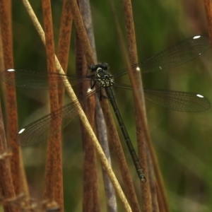 Argiolestidae (family) at Namadgi National Park - 8 Nov 2023