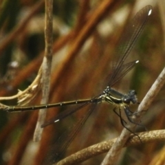 Argiolestidae (family) at Namadgi National Park - 8 Nov 2023