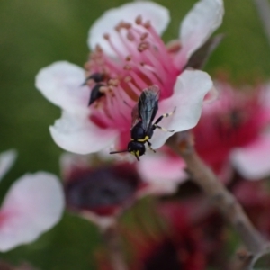 Hylaeus (Gnathoprosopoides) bituberculatus at Murrumbateman, NSW - 7 Nov 2023 03:40 PM