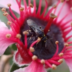 Hylaeus (Gnathoprosopoides) bituberculatus at Murrumbateman, NSW - 7 Nov 2023 03:40 PM