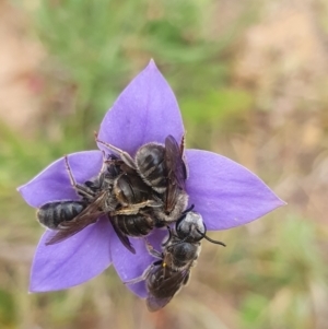 Lasioglossum (Chilalictus) lanarium at QPRC LGA - 8 Nov 2023