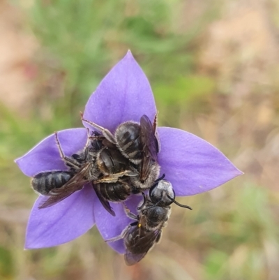 Lasioglossum (Chilalictus) lanarium (Halictid bee) at QPRC LGA - 8 Nov 2023 by AlexJ