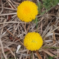 Leptorhynchos squamatus (Scaly Buttons) at McFadzen Reserve - 8 Nov 2023 by AlexJ