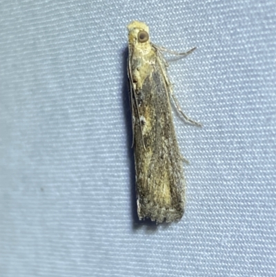 Morosaphycita oculiferella (A Pyralid moth (Phycitinae) at QPRC LGA - 8 Nov 2023 by SteveBorkowskis