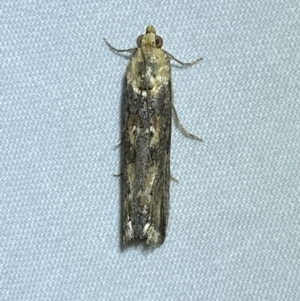 Morosaphycita oculiferella at QPRC LGA - 8 Nov 2023