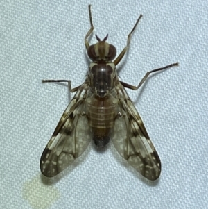 Cardiacera sp. (genus) at QPRC LGA - 8 Nov 2023