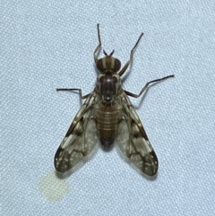 Cardiacera sp. (genus) at QPRC LGA - 8 Nov 2023