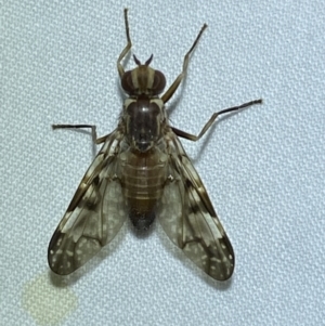 Cardiacera sp. (genus) at QPRC LGA - 8 Nov 2023