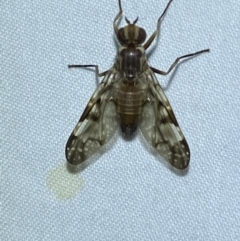 Cardiacera sp. (genus) at QPRC LGA - 8 Nov 2023