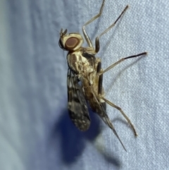 Cardiacera sp. (genus) at QPRC LGA - 8 Nov 2023