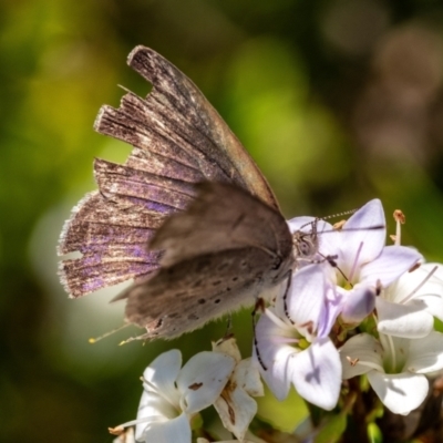 Erina hyacinthina (Varied Dusky-blue) at Penrose - 7 Nov 2023 by Aussiegall