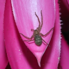 Unidentified Wolf spider (Lycosidae) at Brisbane City, QLD - 8 Nov 2023 by TimL