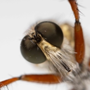 Zosteria sp. (genus) at QPRC LGA - 8 Nov 2023