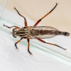 Zosteria sp. (genus) at QPRC LGA - 8 Nov 2023