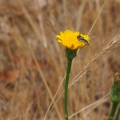 Melangyna viridiceps (Hover fly) at Griffith Woodland (GRW) - 5 Nov 2023 by JodieR