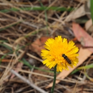 Melangyna viridiceps at Griffith Woodland (GRW) - 5 Nov 2023