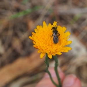 Lasioglossum (Chilalictus) lanarium at Griffith Woodland (GRW) - 5 Nov 2023