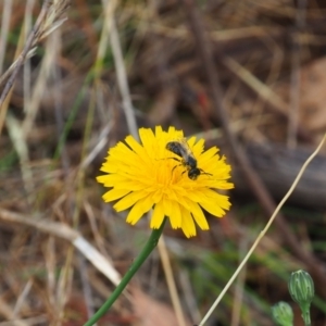 Lasioglossum (Chilalictus) lanarium at Griffith Woodland (GRW) - 5 Nov 2023