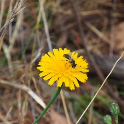 Lasioglossum (Chilalictus) lanarium (Halictid bee) at Griffith Woodland (GRW) - 5 Nov 2023 by JodieR