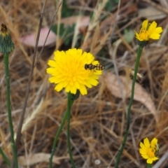 Simosyrphus grandicornis (Common hover fly) at Griffith Woodland (GRW) - 5 Nov 2023 by JodieR