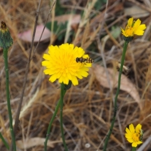 Simosyrphus grandicornis at Griffith Woodland (GRW) - 5 Nov 2023