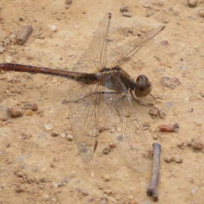 Diplacodes bipunctata (Wandering Percher) at Woodstock Nature Reserve - 30 Oct 2023 by Christine