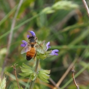 Apis mellifera at Griffith Woodland (GRW) - 5 Nov 2023