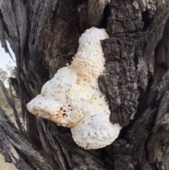 Laetiporus portentosus at Illilanga & Baroona - 19 Aug 2023 05:25 PM