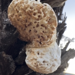 Laetiporus portentosus at Illilanga & Baroona - 19 Aug 2023 05:25 PM