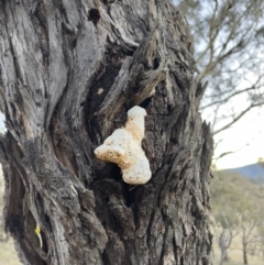 Laetiporus portentosus at Illilanga & Baroona - 19 Aug 2023 05:25 PM