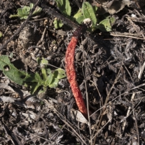 Phallus rubicundus at Illilanga & Baroona - 10 Apr 2021