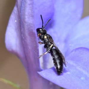 Hylaeus sp. (genus) at QPRC LGA - 7 Nov 2023 11:52 AM