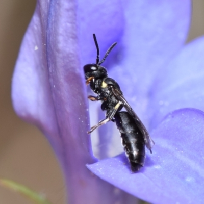 Hylaeus sp. (genus) (A masked bee) at Mount Jerrabomberra - 7 Nov 2023 by DianneClarke