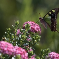 Graphium macleayanum (Macleay's Swallowtail) at Acton, ACT - 7 Nov 2023 by g4vpmuk