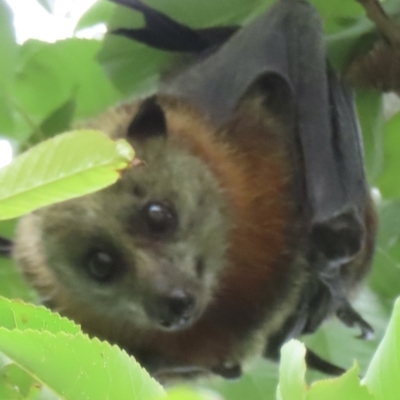 Pteropus poliocephalus (Grey-headed Flying-fox) at Narrabundah, ACT - 8 Nov 2023 by RobParnell