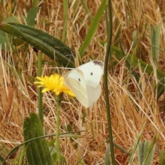 Pieris rapae (Cabbage White) at Sullivans Creek, Turner - 9 Nov 2023 by ConBoekel