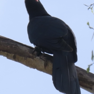 Eudynamys orientalis at Narrabundah, ACT - 9 Nov 2023